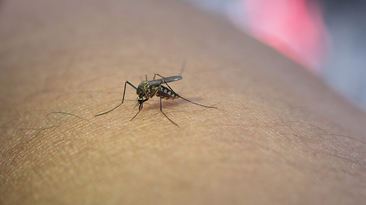 Mosquito Extermination